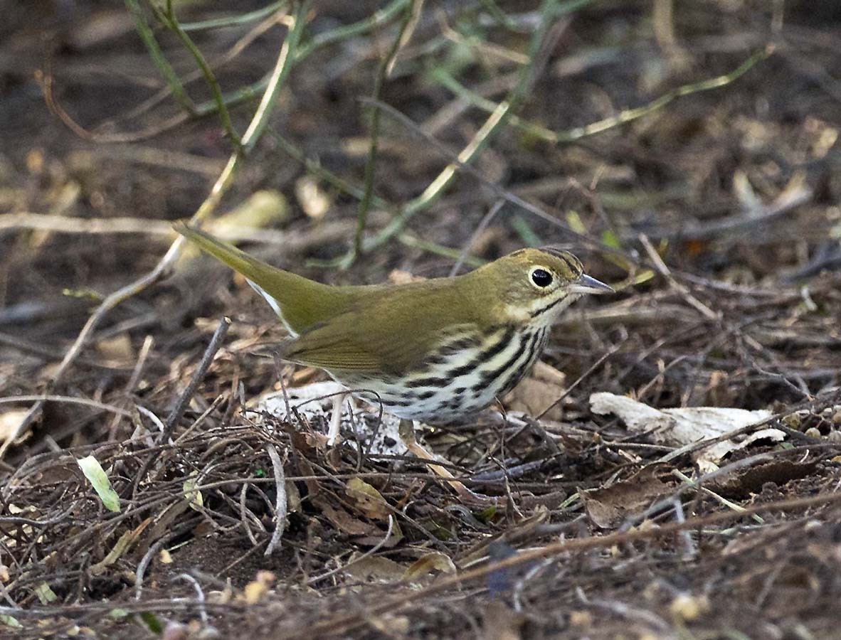 Ovenbird - ML646625175