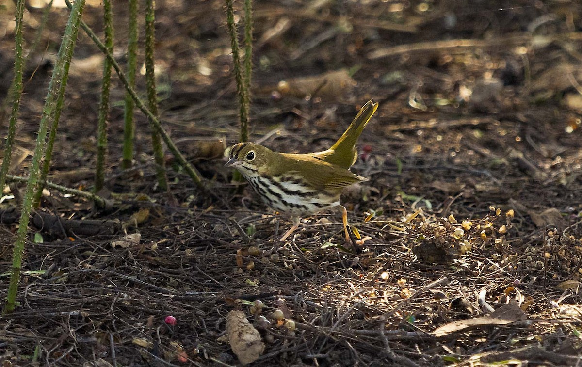 Ovenbird - ML646625176