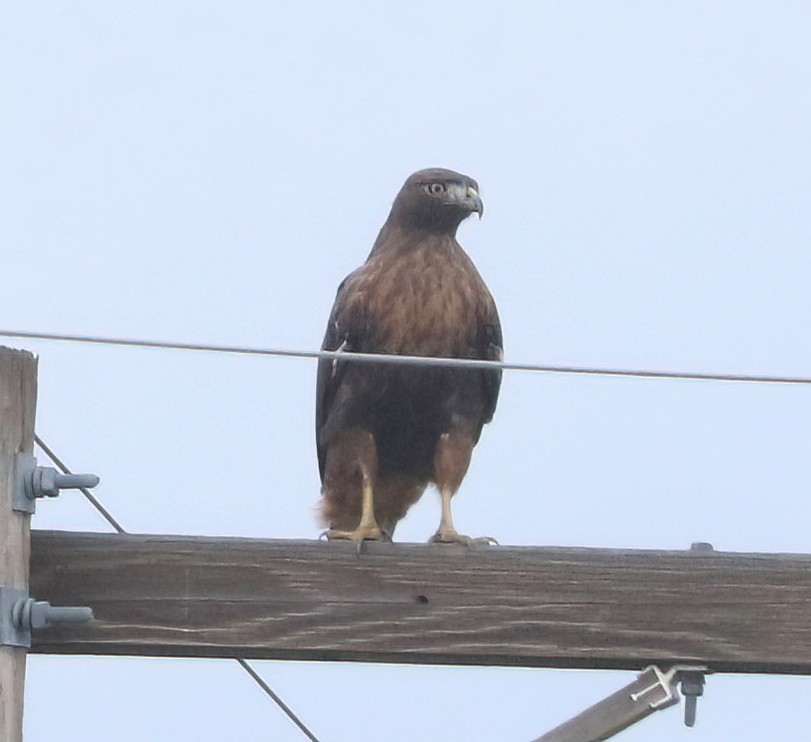 Red-tailed Hawk - ML646625177