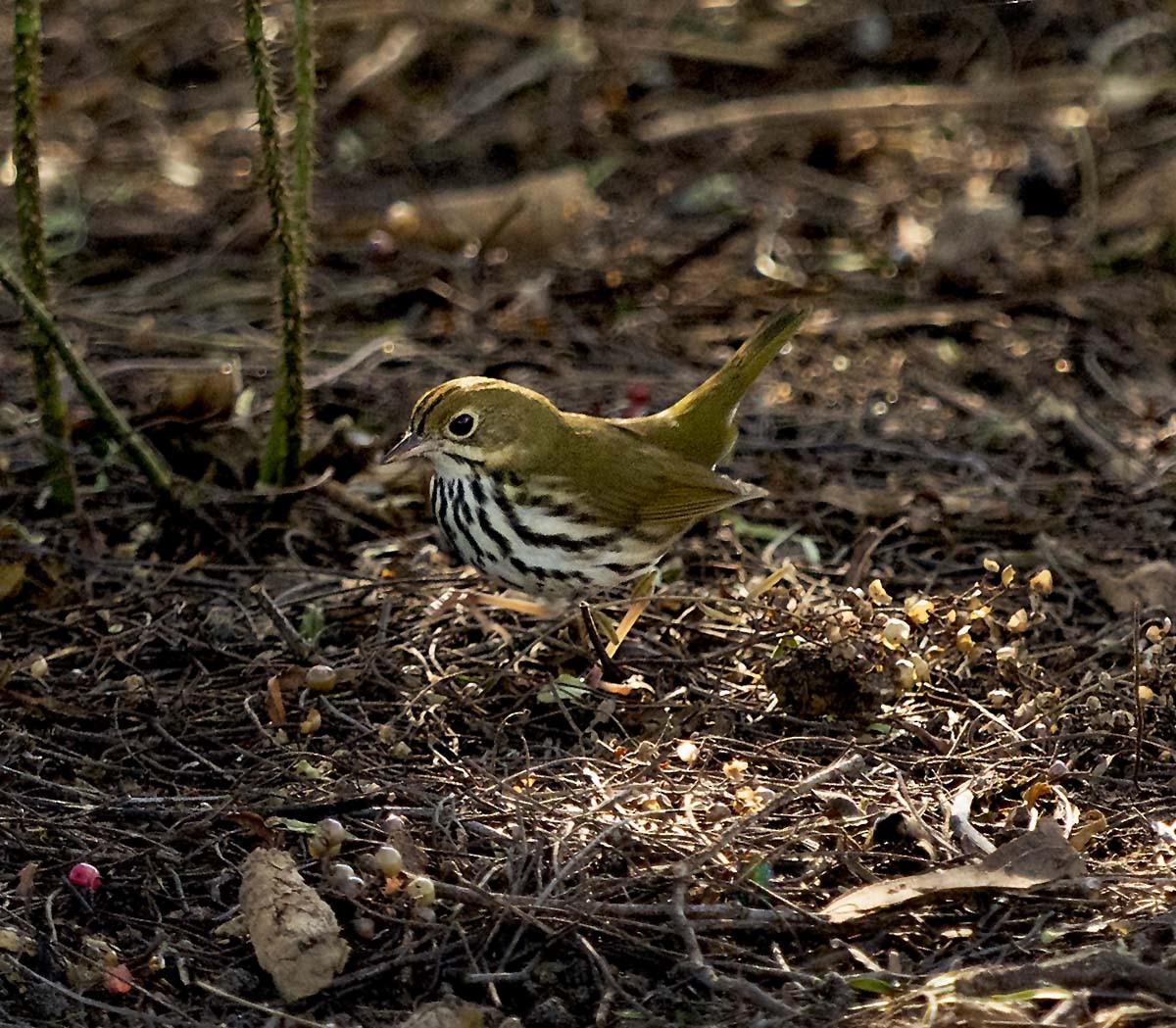 Ovenbird - ML646625178