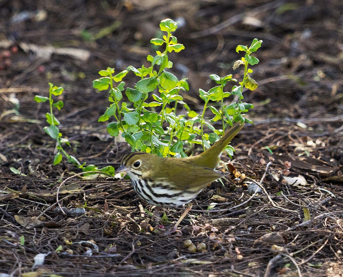 Ovenbird - ML646625179