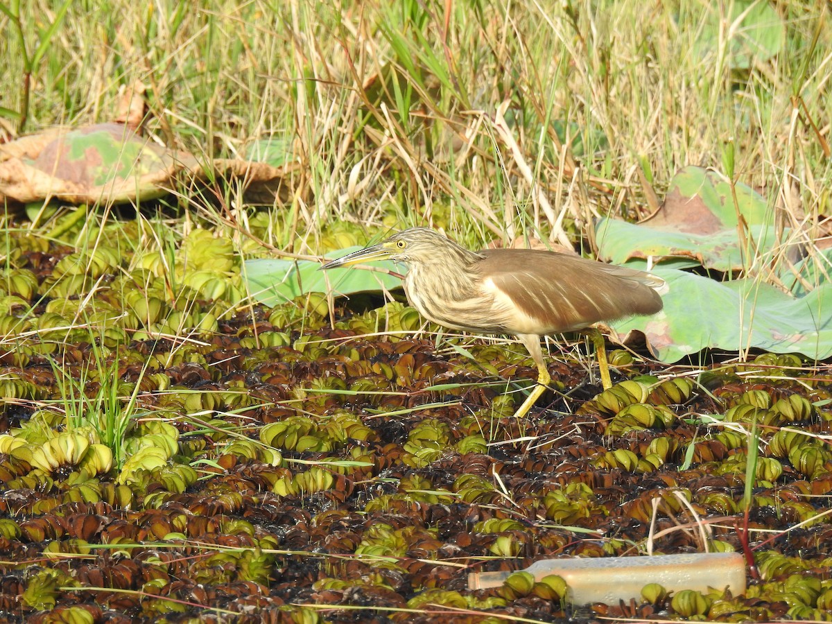 Indian Pond-Heron - ML646625180