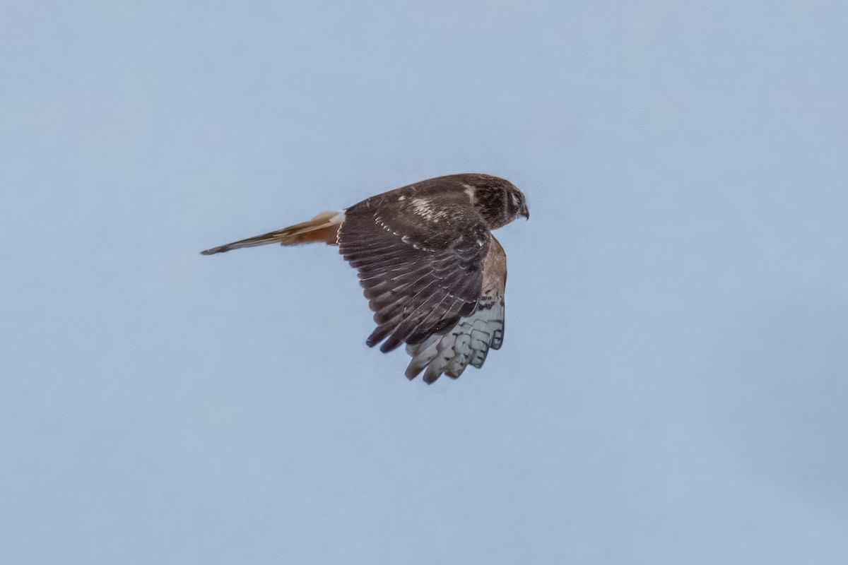 Лунь американський - ML646625182