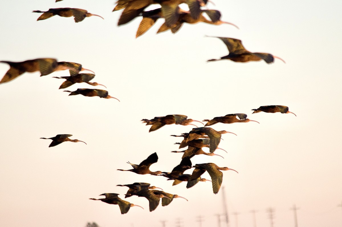 Beltzaran musuzuria - ML646625185