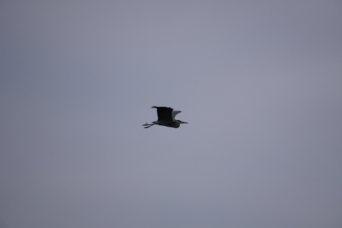 Gray Heron - ML646625186