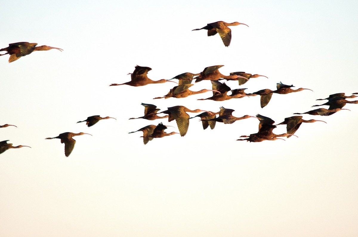 Beltzaran musuzuria - ML646625187