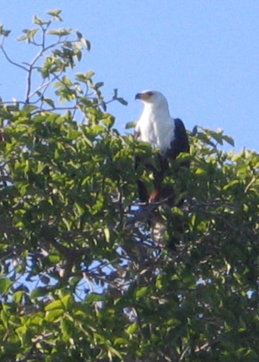 flodørn - ML646625188