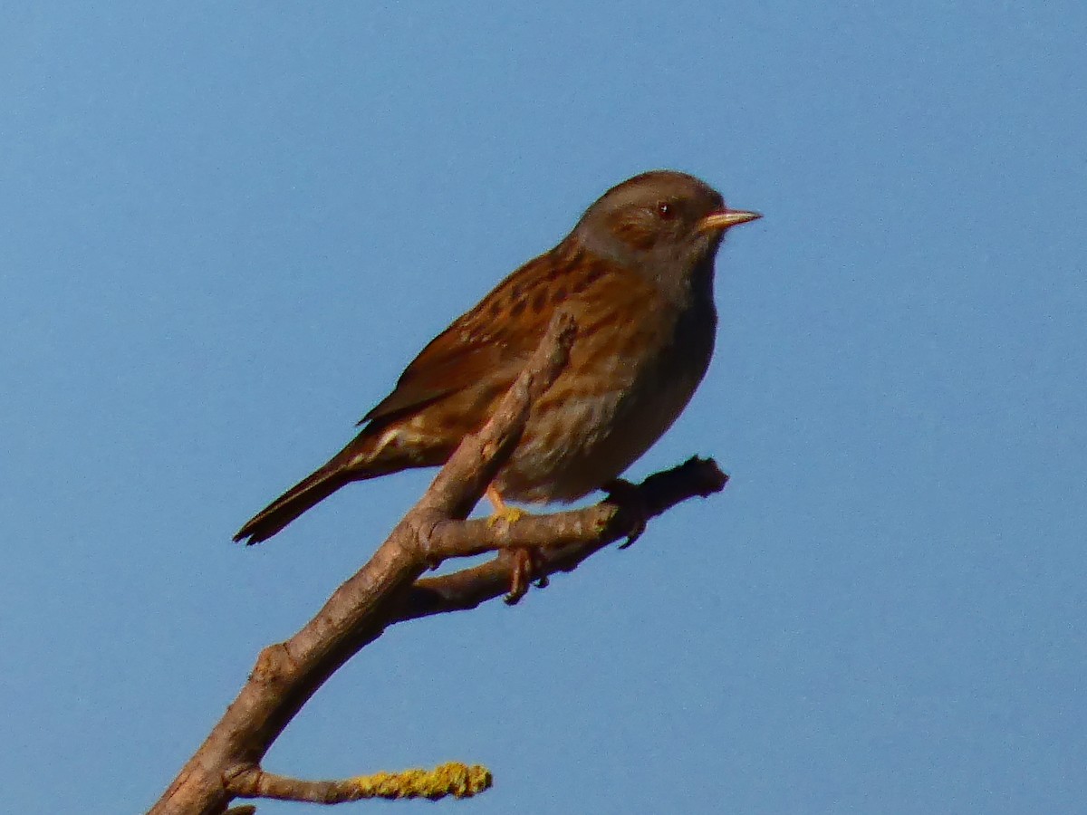 Dunnock - ML646625189