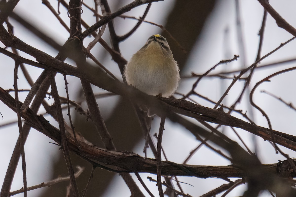 Golden-crowned Kinglet - ML646625191