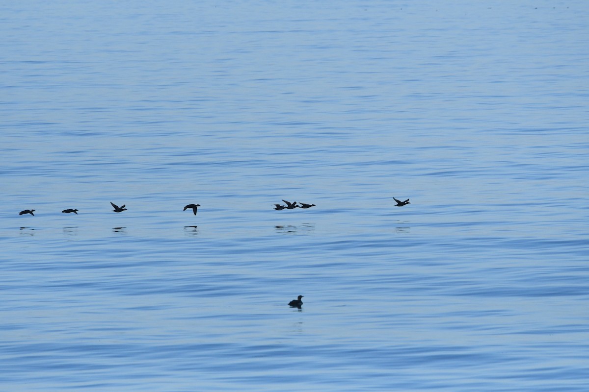 Surf Scoter - ML646625195