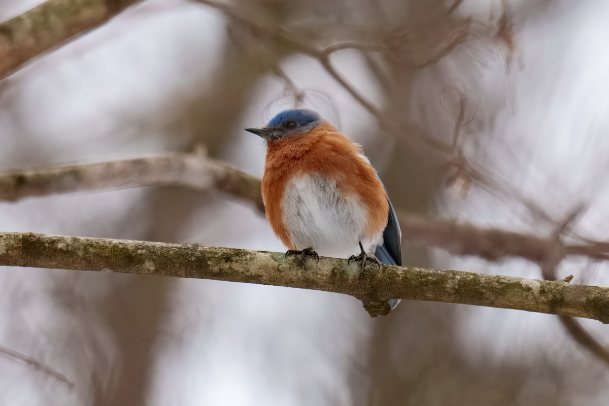 Блакитник східний - ML646625200