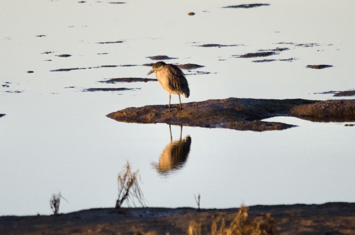 Yellow-crowned Night Heron - ML646625202