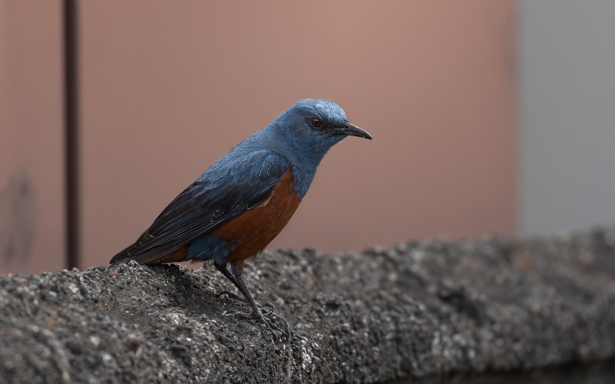 Monticole bleu - ML646625205