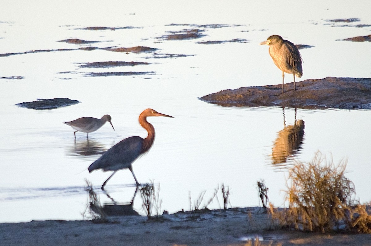 Reddish Egret - ML646625206