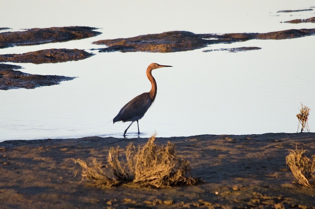 Reddish Egret - ML646625207