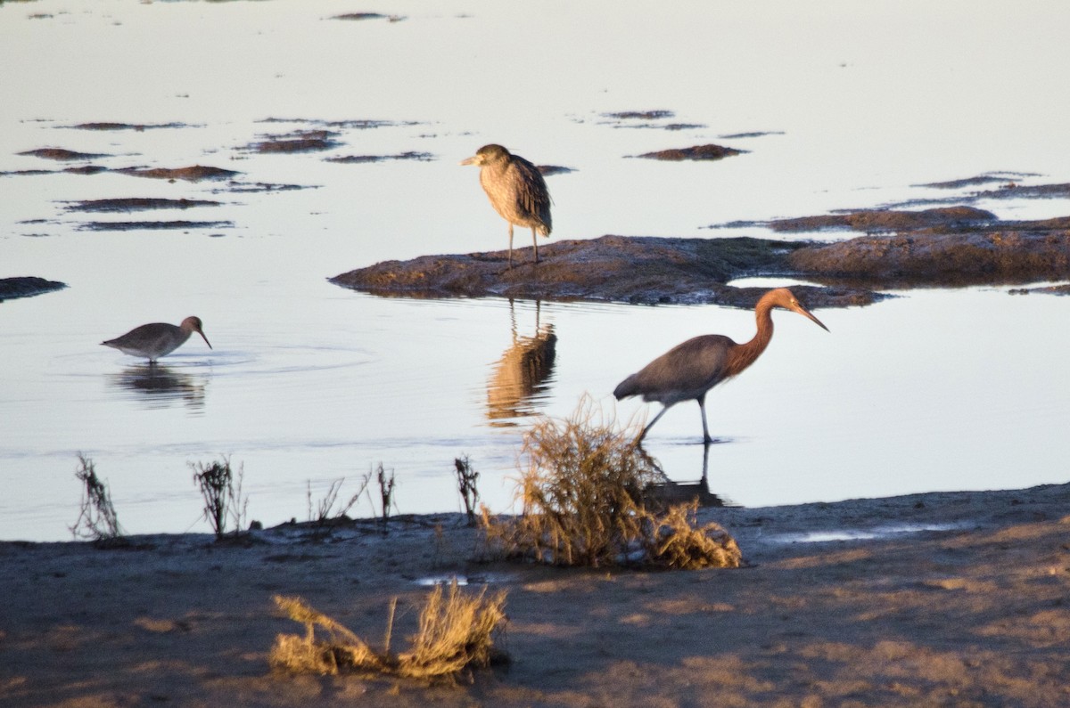 Reddish Egret - ML646625208