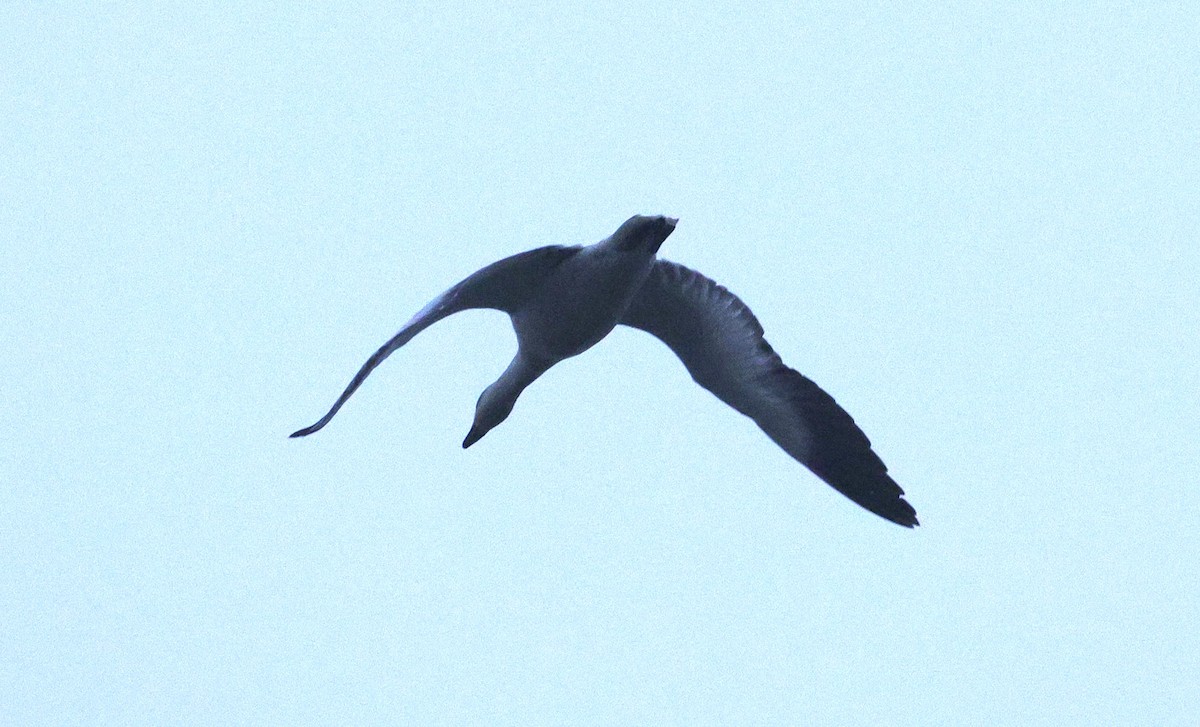 Snow Goose - ML646625209