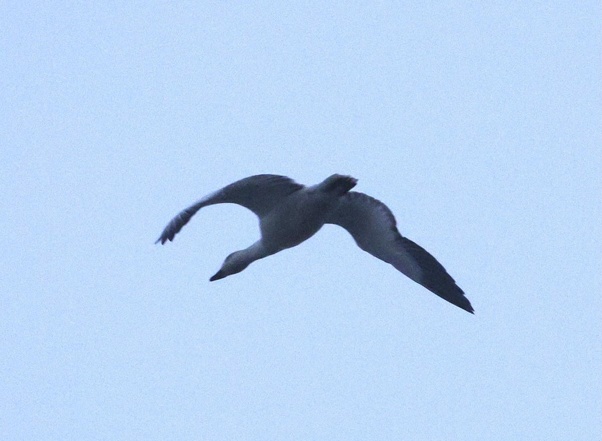 Snow Goose - ML646625210