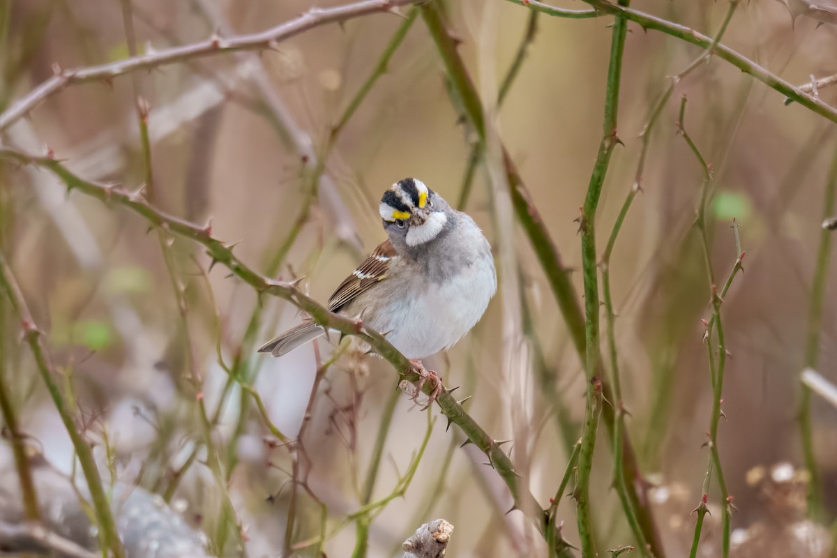 White-throated Sparrow - ML646625212