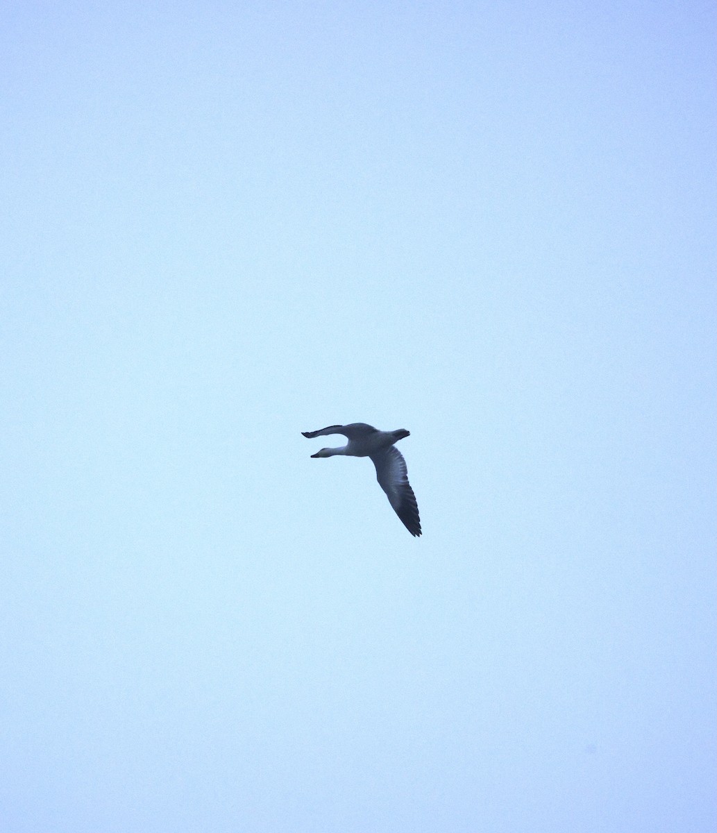 Snow Goose - ML646625213