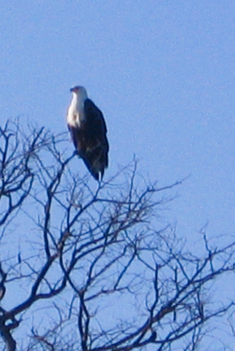 flodørn - ML646625214