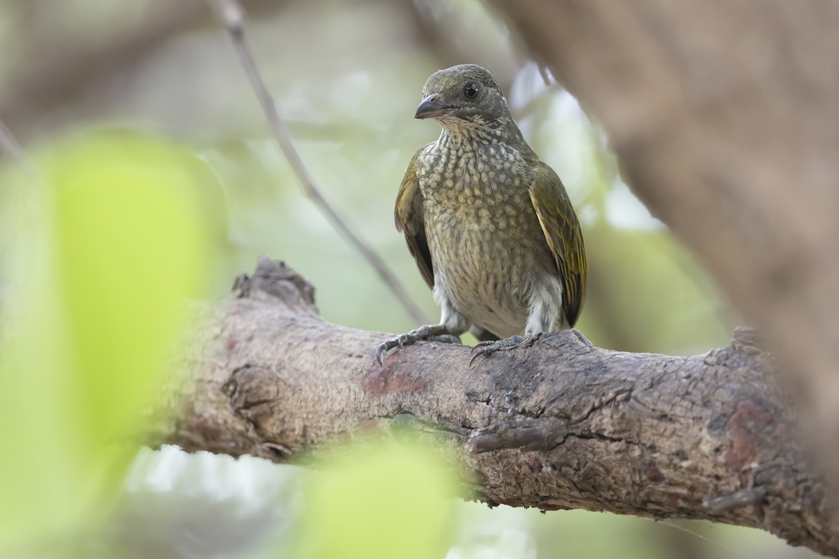 Spotted Honeyguide - ML646625215