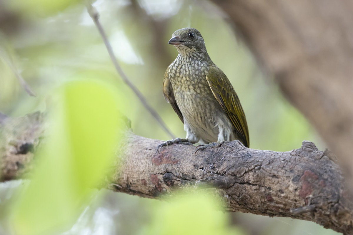 Spotted Honeyguide - ML646625216