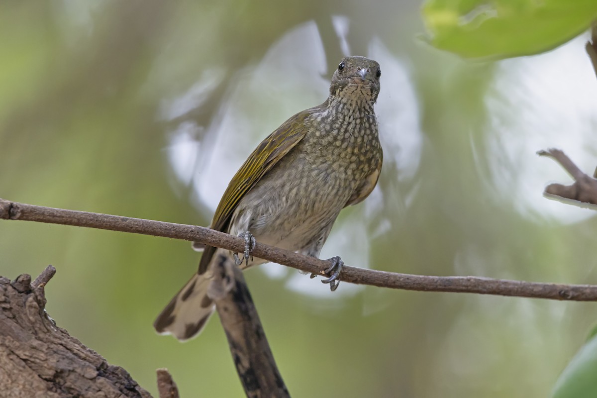 Spotted Honeyguide - ML646625217