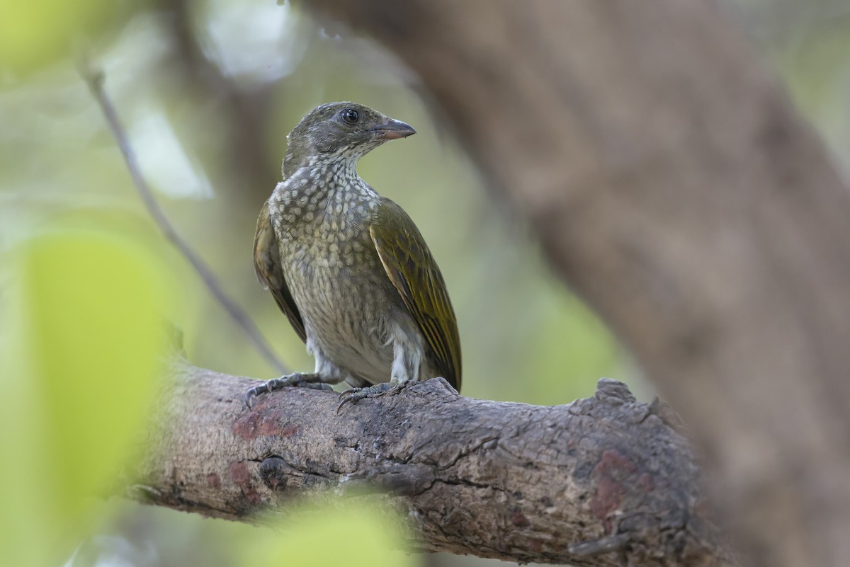 Spotted Honeyguide - ML646625218