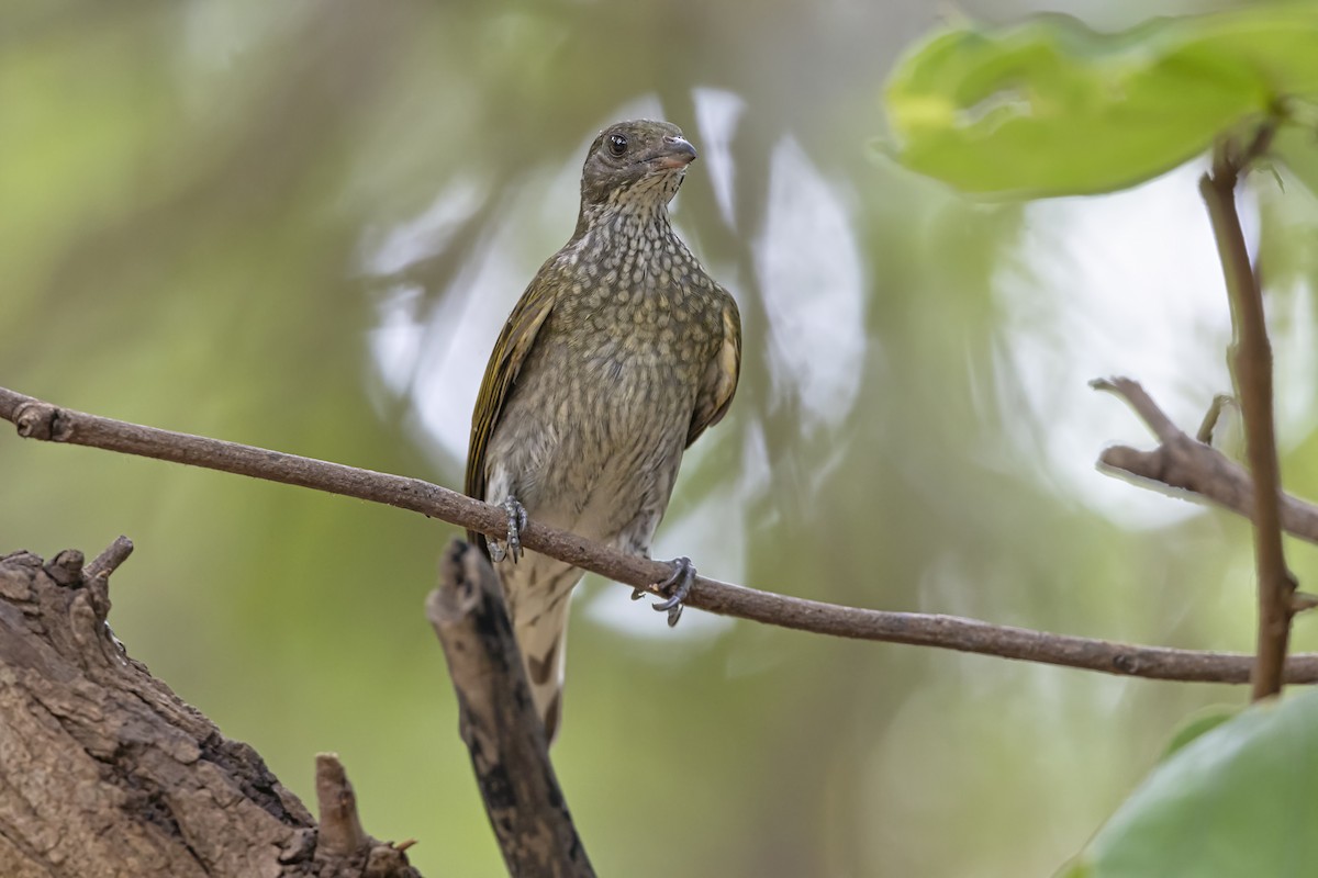 Spotted Honeyguide - ML646625219