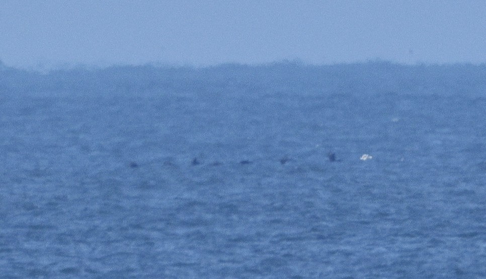 Snow Goose - ML646625220