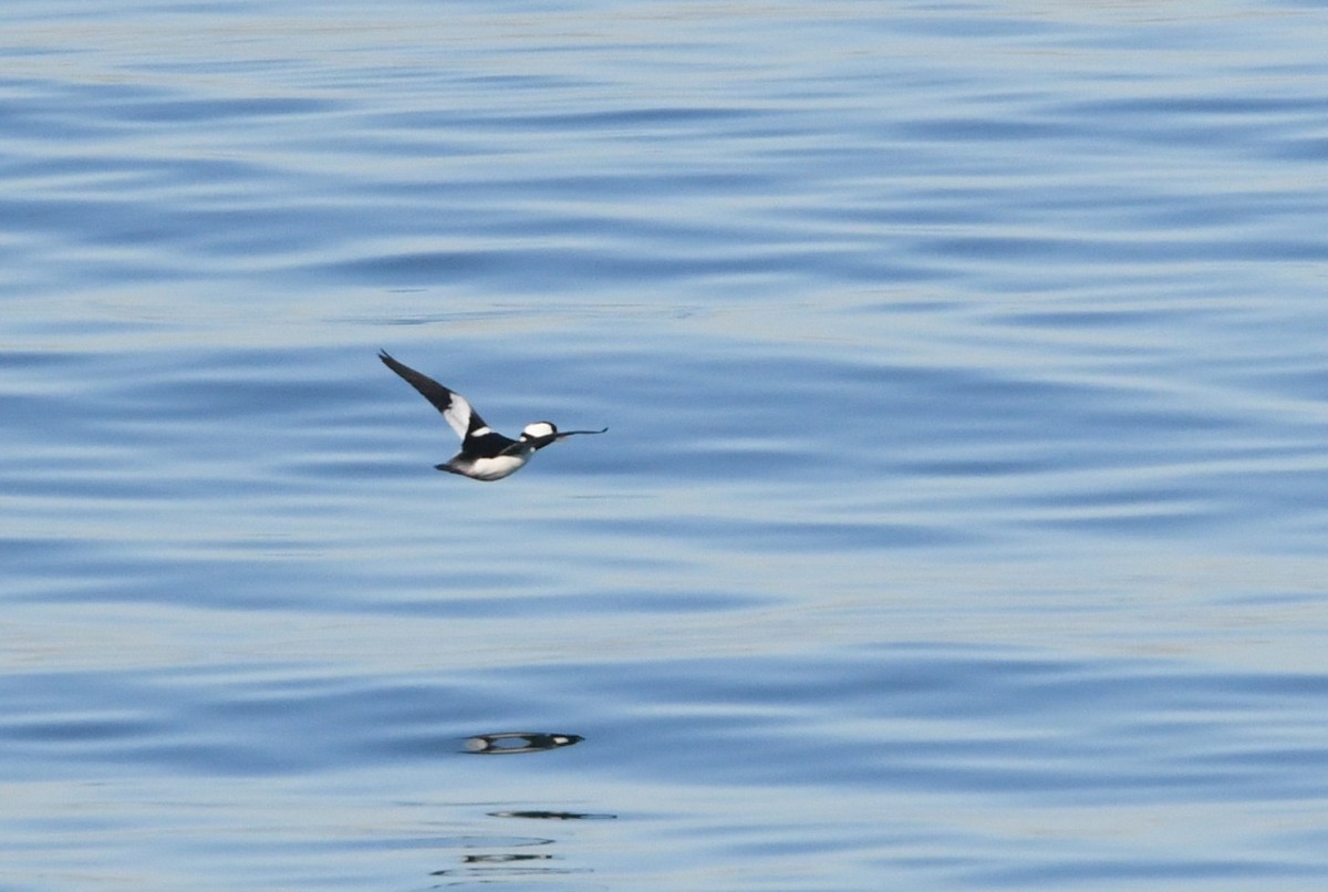 Bufflehead - ML646625222