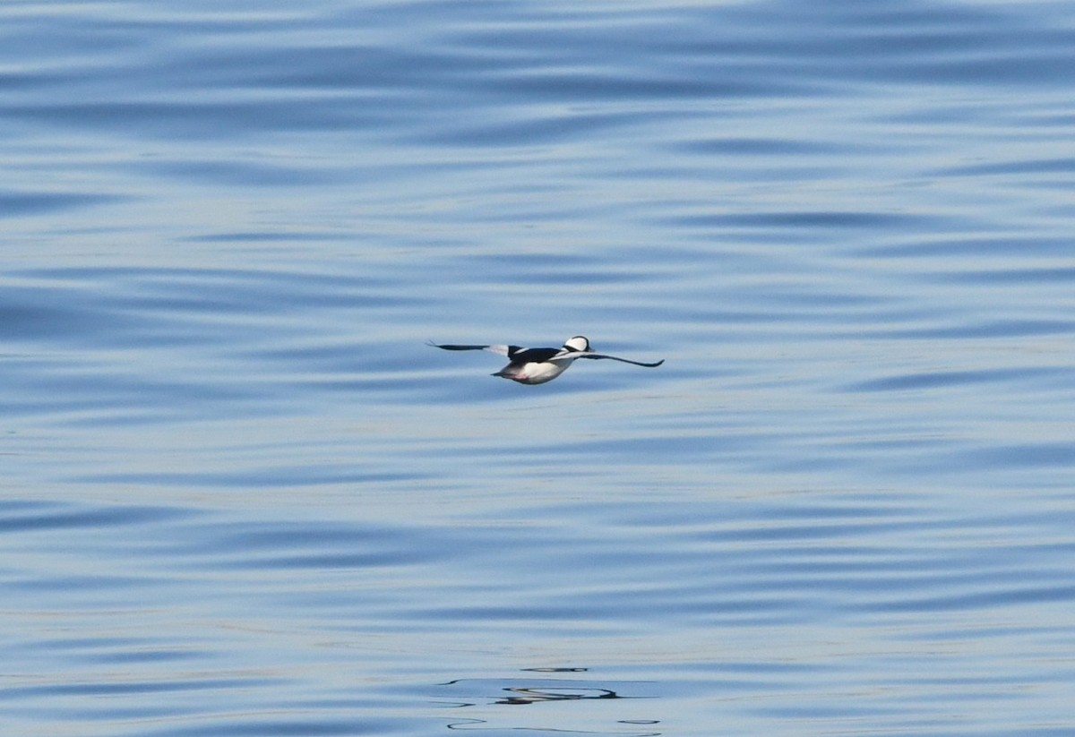 Bufflehead - ML646625223