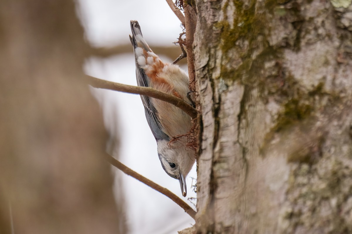 White-breasted Nuthatch - ML646625224