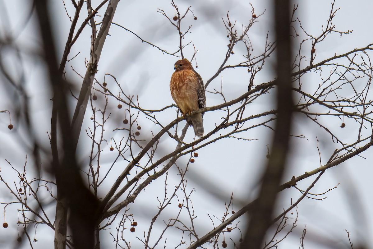 Red-shouldered Hawk - ML646625225