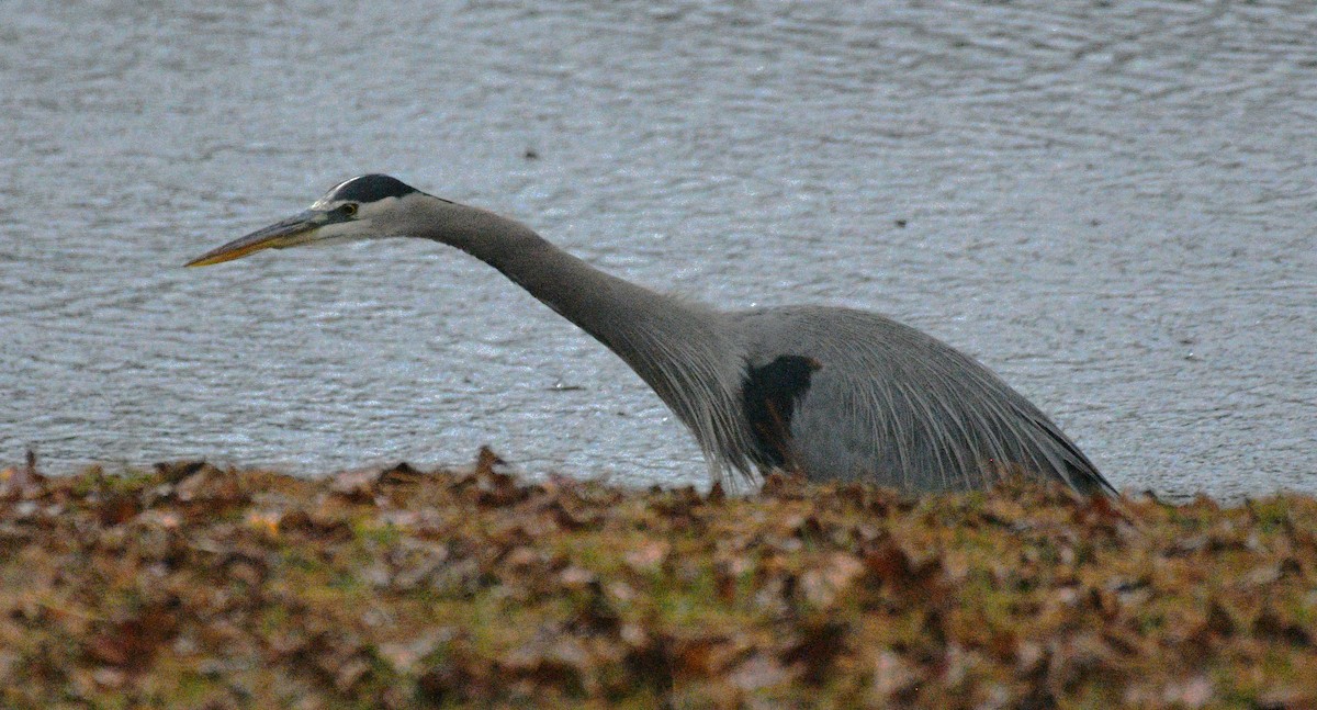 Great Blue Heron - ML646625229