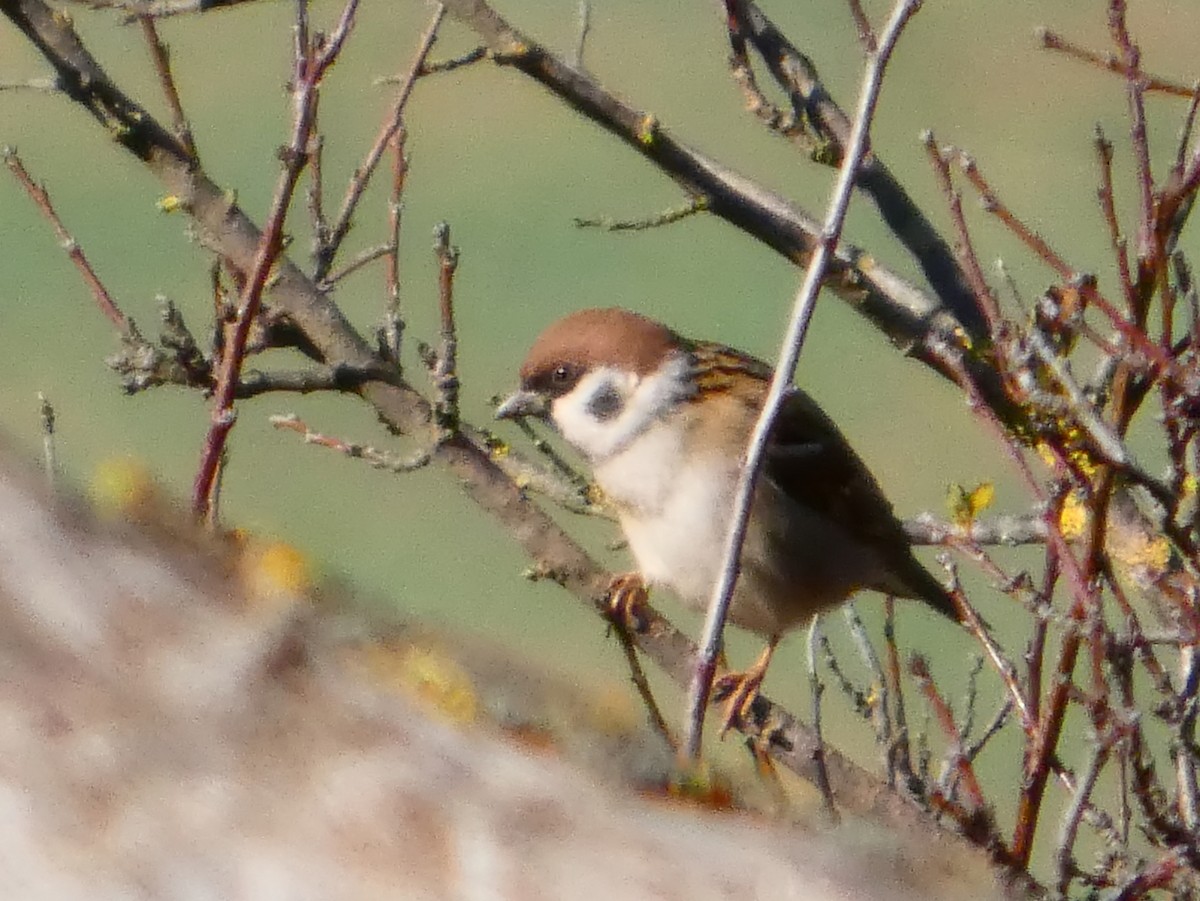 Ağaç Serçesi - ML646625231