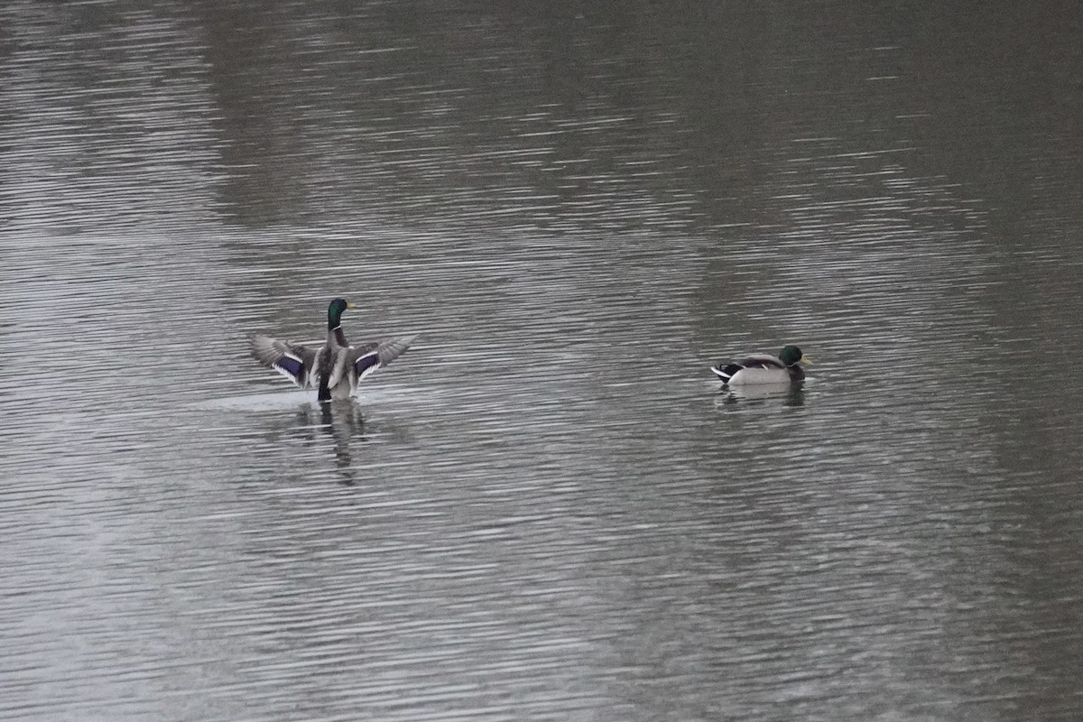 Mallard - ML646625232