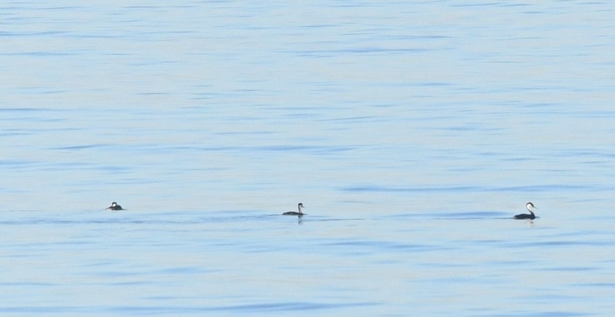 Western/Clark's Grebe - ML646625234