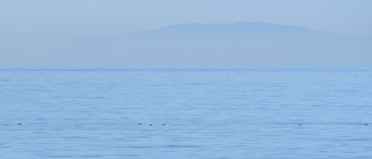 Western/Clark's Grebe - ML646625235