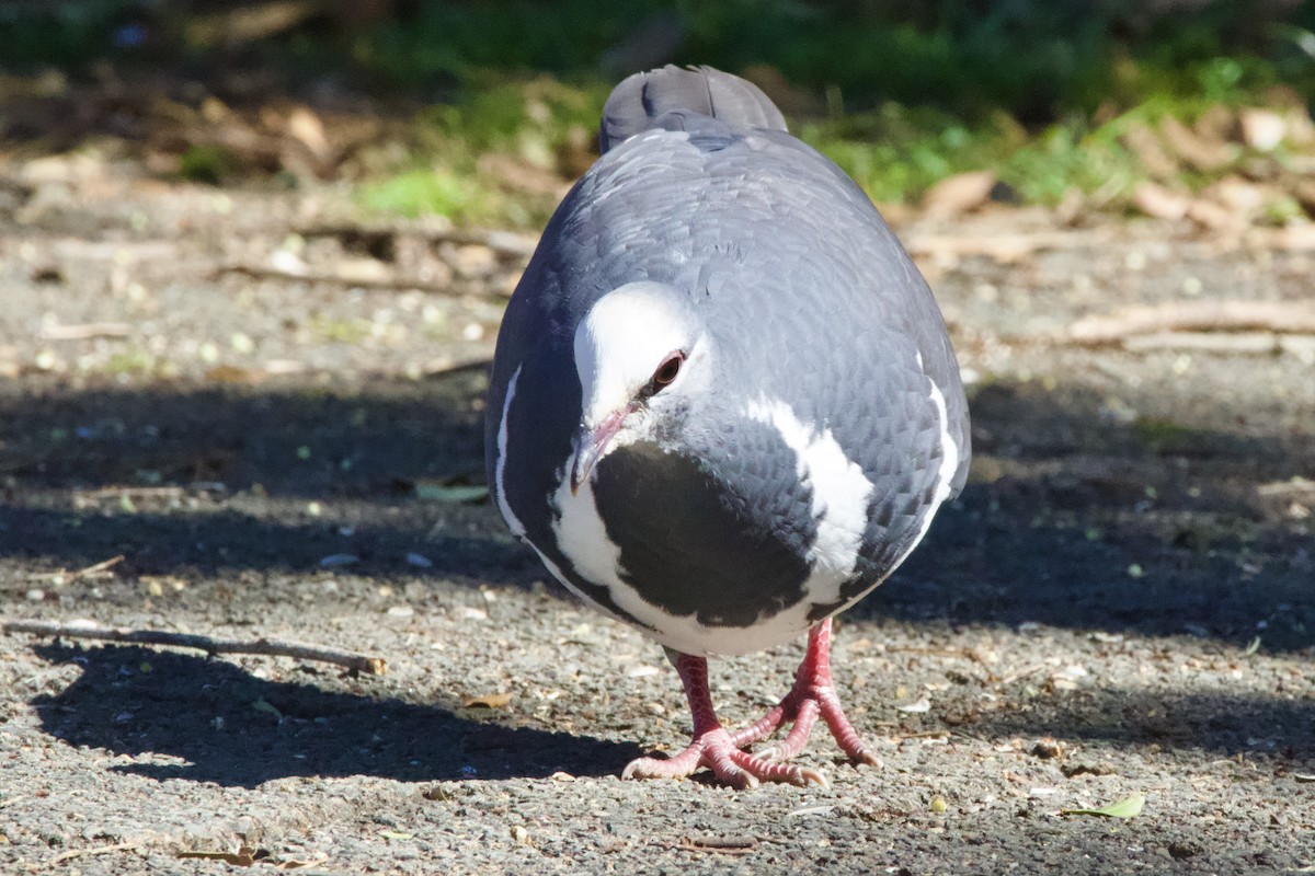 Wongataube - ML646625236