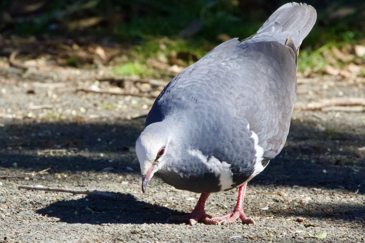 Wongataube - ML646625237