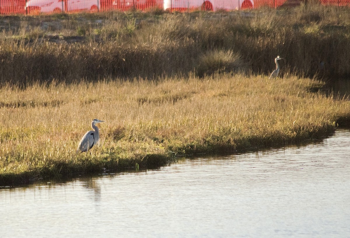 Koartza hauskara amerikarra - ML646625240