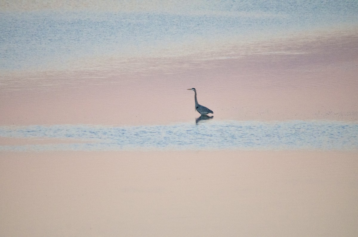 Koartza hauskara amerikarra - ML646625241