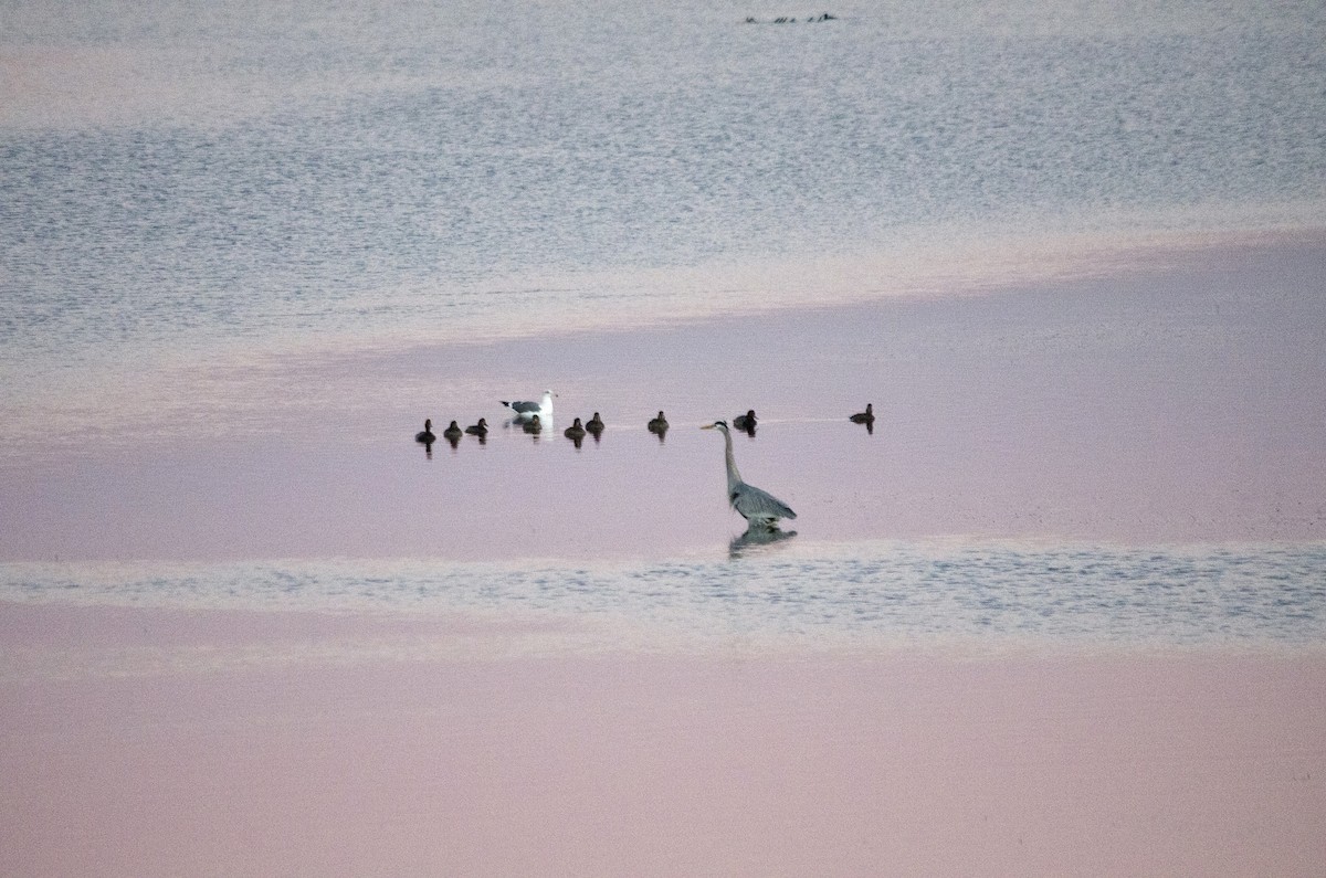 Koartza hauskara amerikarra - ML646625242