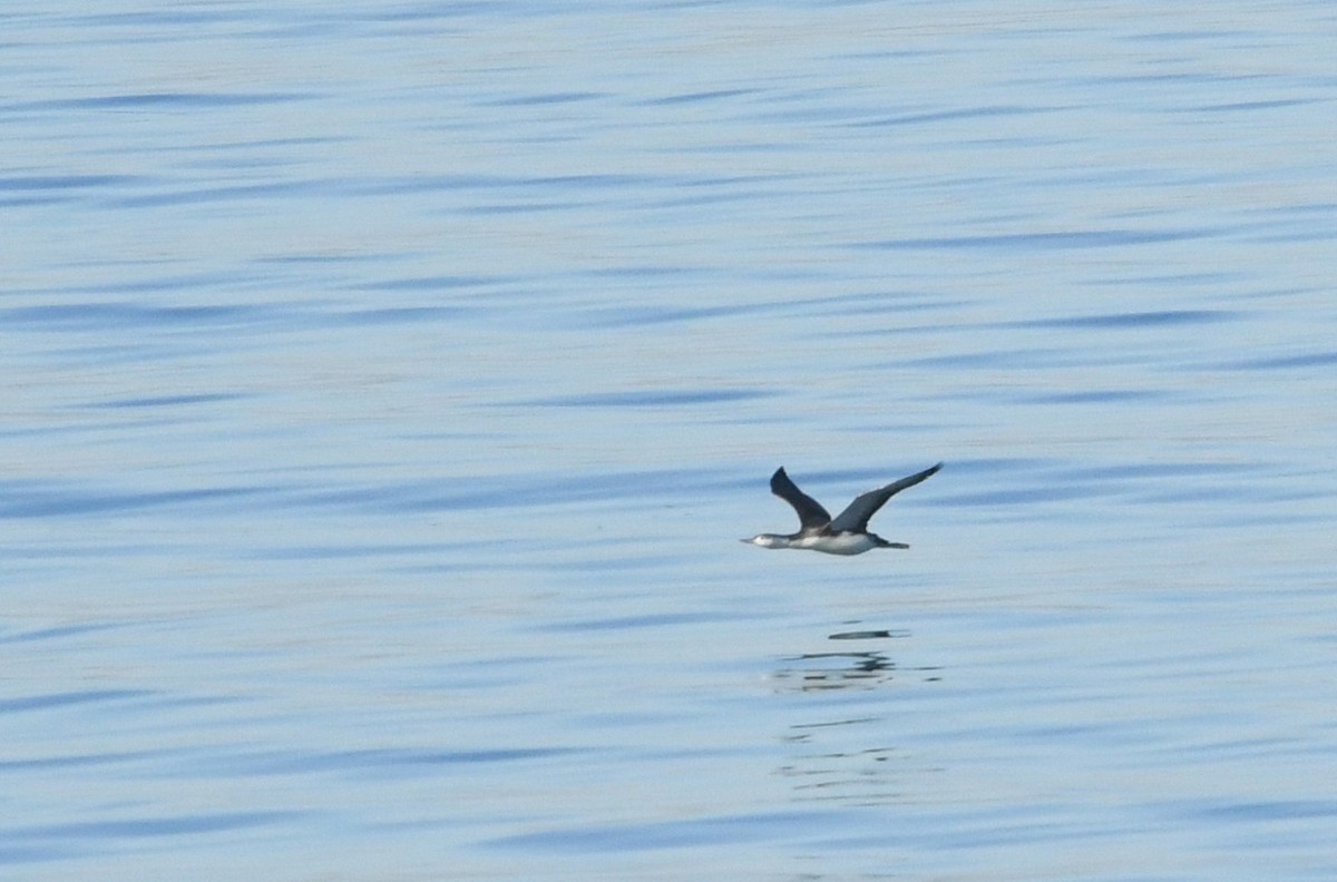 Red-throated Loon - ML646625243