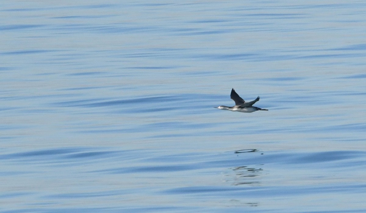 Red-throated Loon - ML646625244