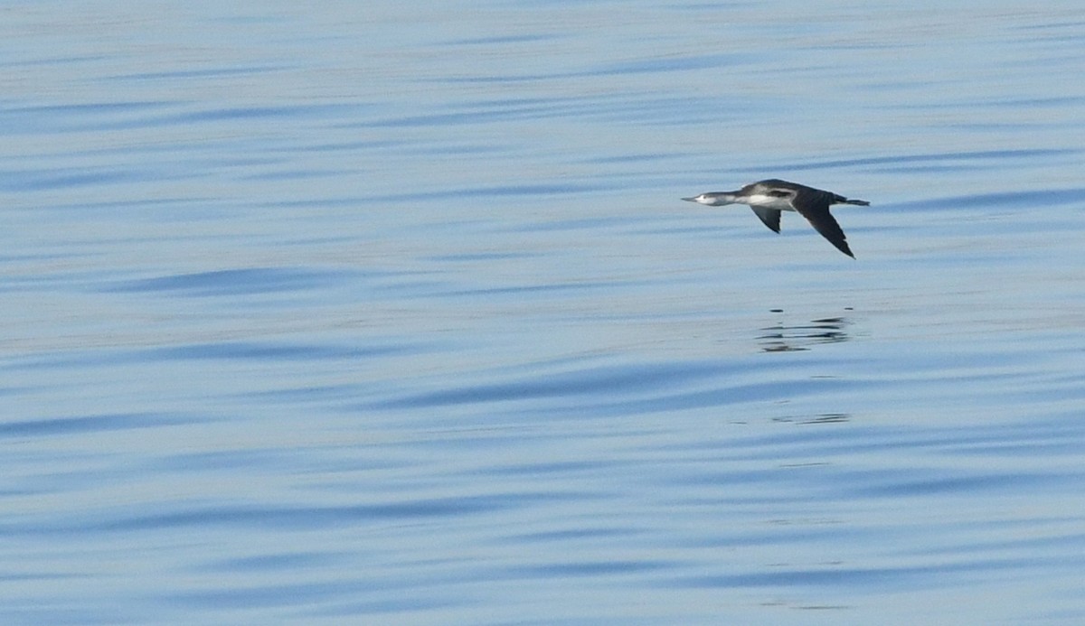 Red-throated Loon - ML646625245
