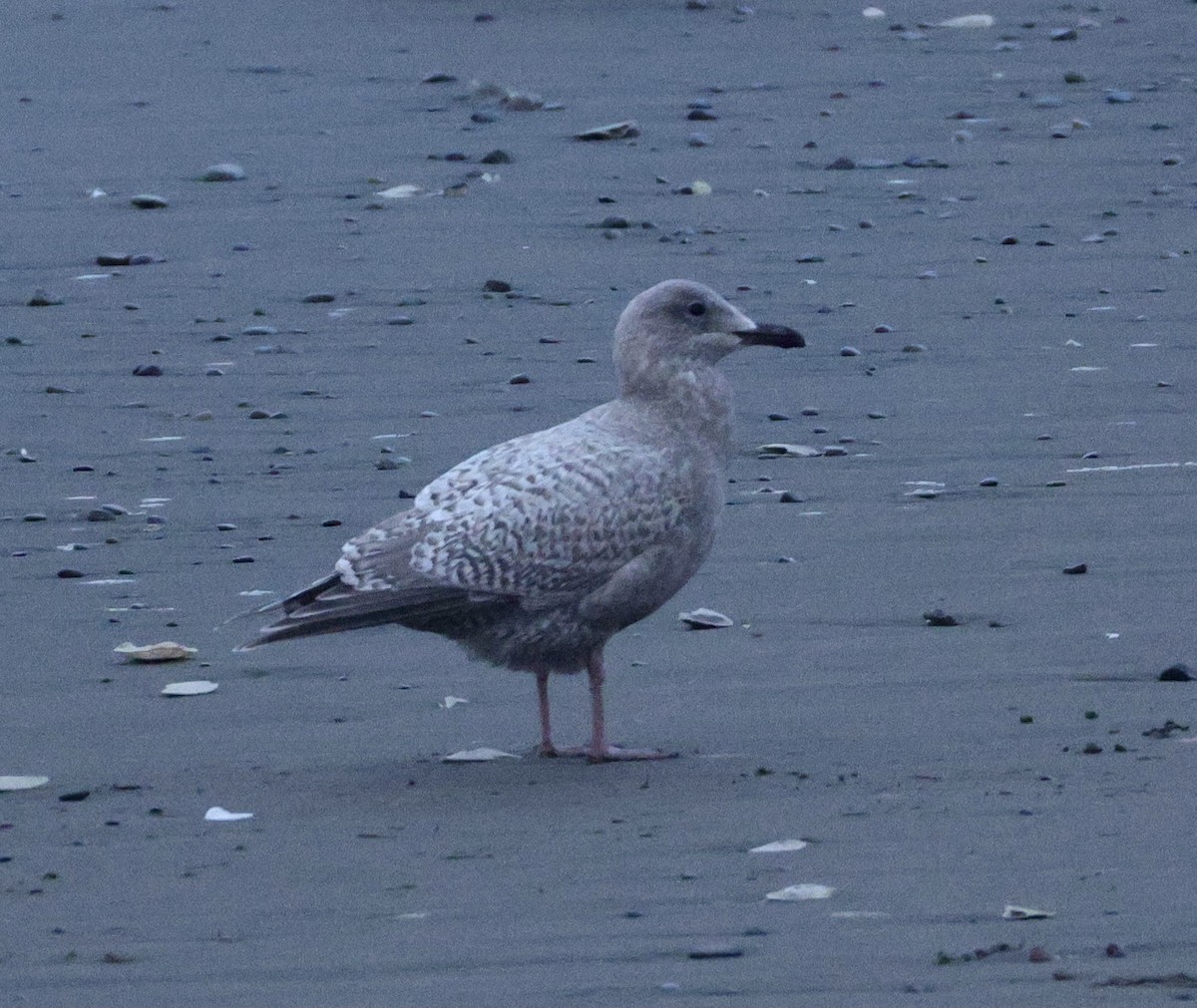 Iceland Gull (Thayer's) - ML646625246