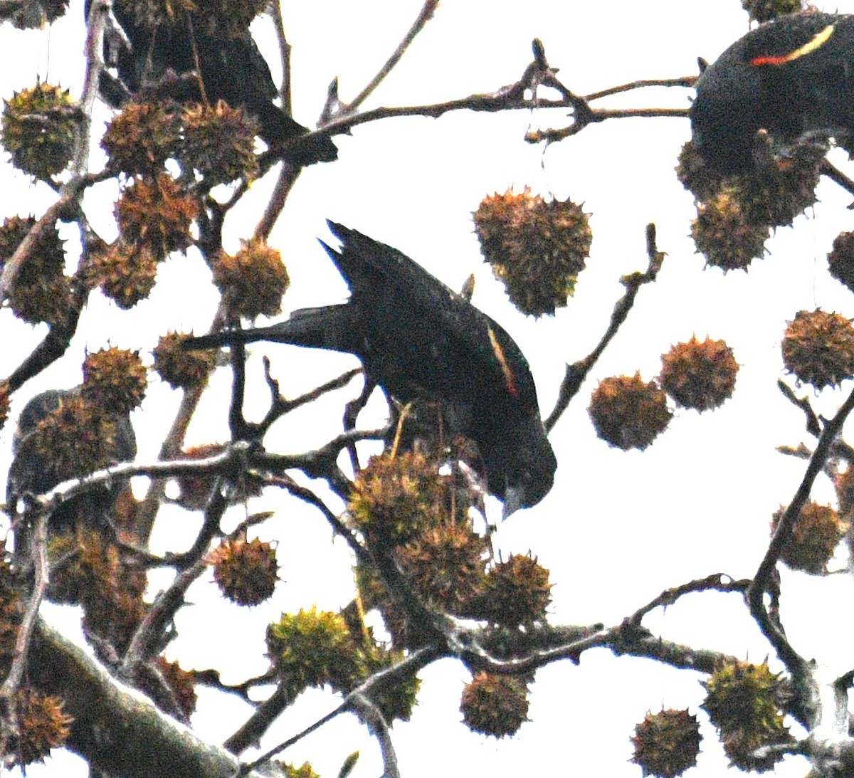 Red-winged Blackbird - ML646625247